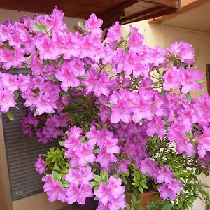 Primettahouse *** San Gimignano